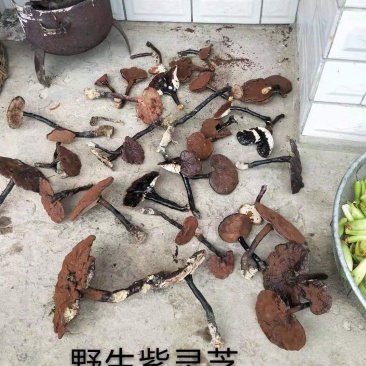 野生灵芝，紫灵芝，黑灵芝，贵州榕江县野生灵芝，