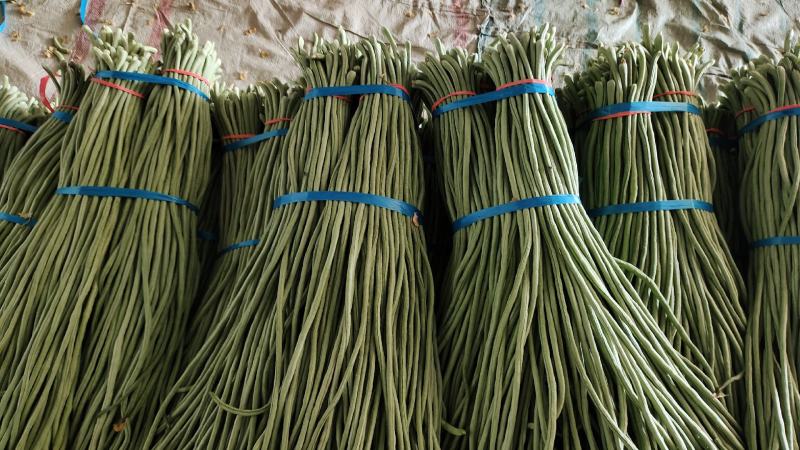 长豆角即将大量上市，长期有货，价格不贵，质量很好