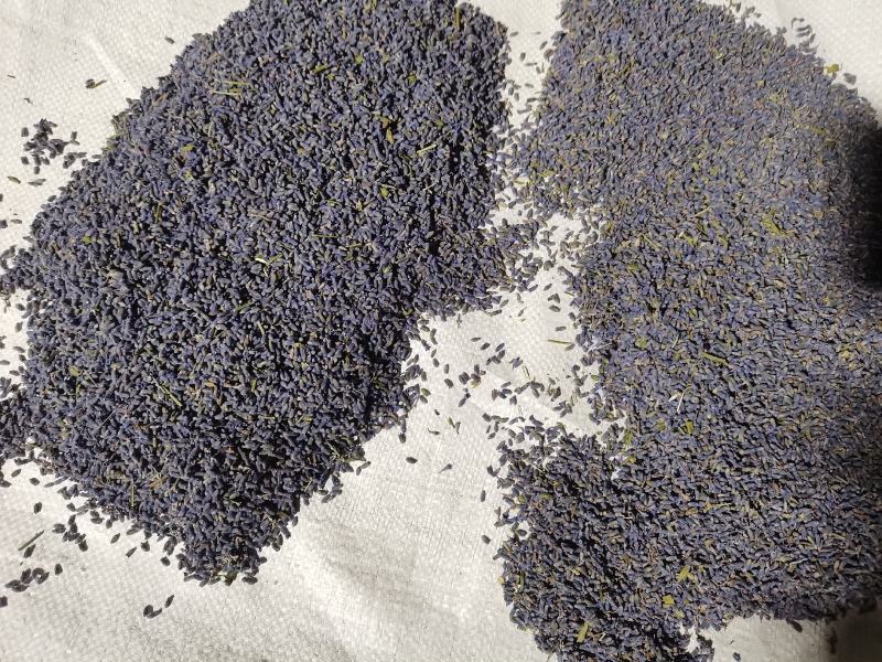 新疆伊犁薰衣草干花粒，特级到特三级欢迎下单