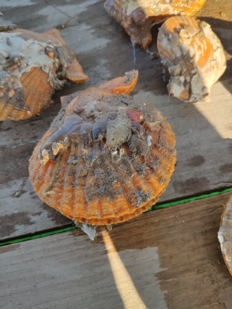 扇贝，个大饱满。常年有货供应。欢迎联系。