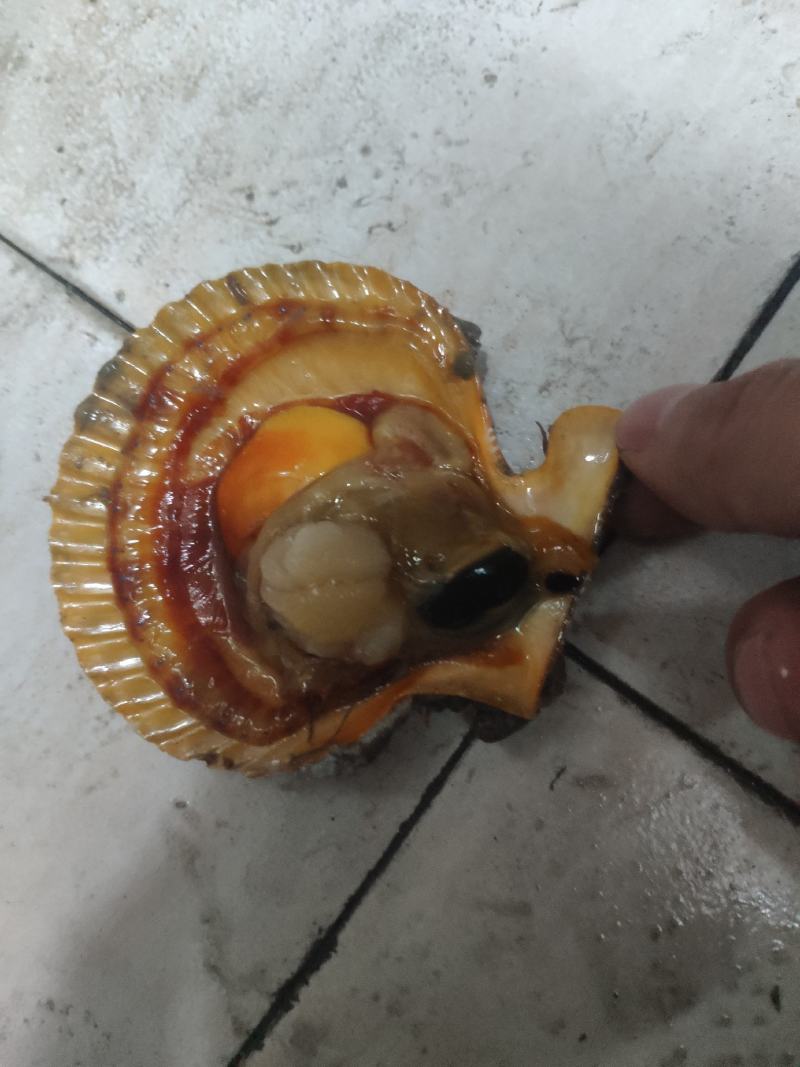 扇贝，个大饱满。常年有货供应。欢迎联系。