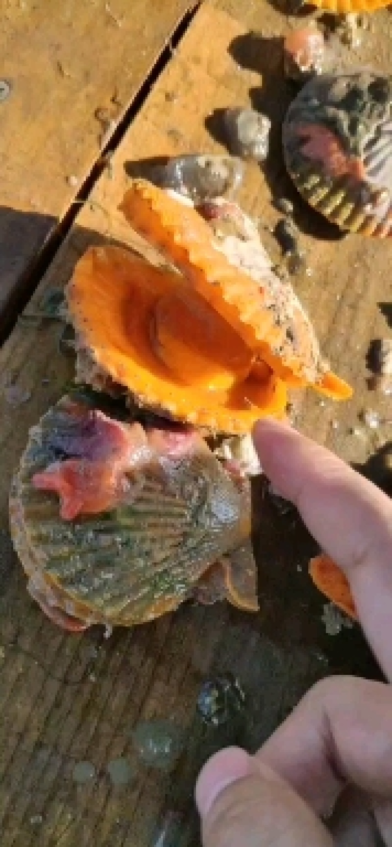 扇贝，个大饱满。常年有货供应。欢迎联系。
