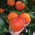 新品种玫瑰血橙树苗嫁接血橙树苗地栽盆栽当年结果南北方种植