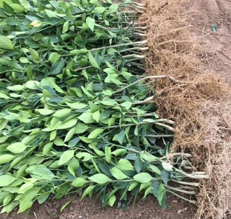新品种玫瑰血橙树苗嫁接血橙树苗地栽盆栽当年结果南北方种植