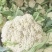 云南陆良花菜