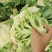 云南陆良花菜
