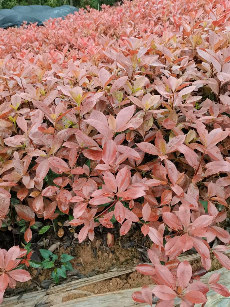 产地批发红叶石楠色块红叶石楠杯苗红叶石楠毛球红叶石楠芽苗