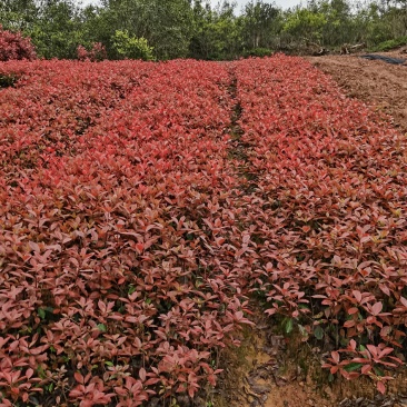 产地批发红叶石楠色块红叶石楠杯苗红叶石楠毛球红叶石楠芽苗