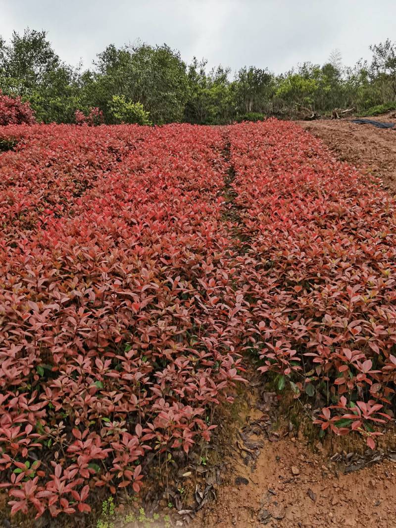 产地批发红叶石楠色块红叶石楠杯苗红叶石楠毛球红叶石楠芽苗