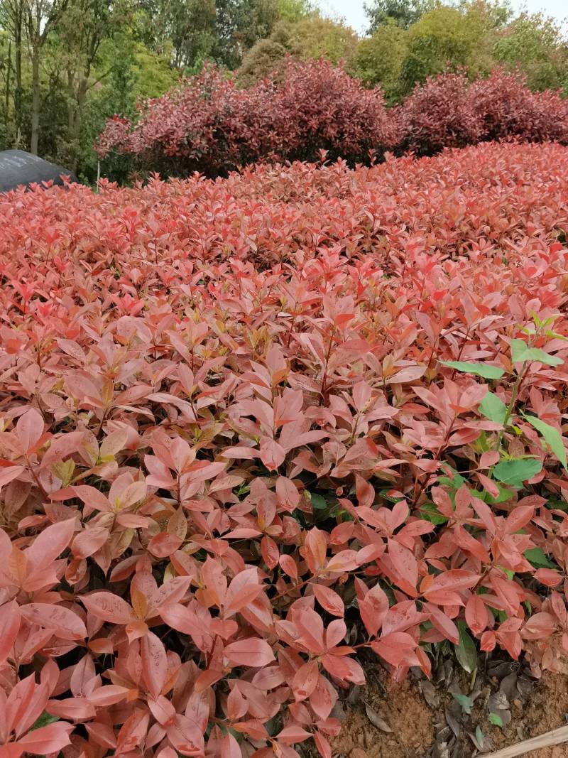 产地批发红叶石楠色块红叶石楠杯苗红叶石楠毛球红叶石楠芽苗