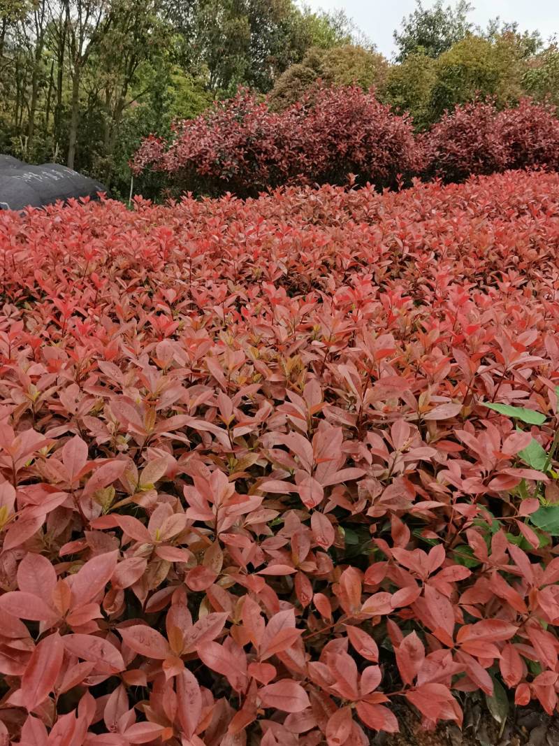 产地批发红叶石楠色块红叶石楠杯苗红叶石楠毛球红叶石楠芽苗