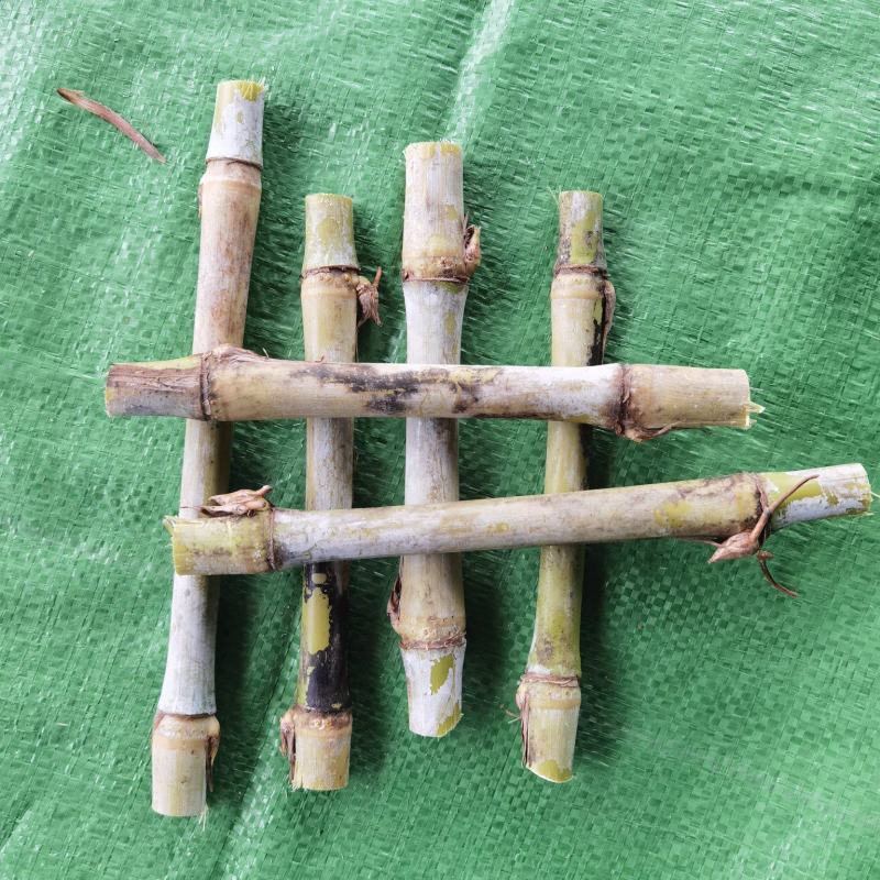 牧草种子，皇竹草种子，皇竹草，分支较强，亩产30吨