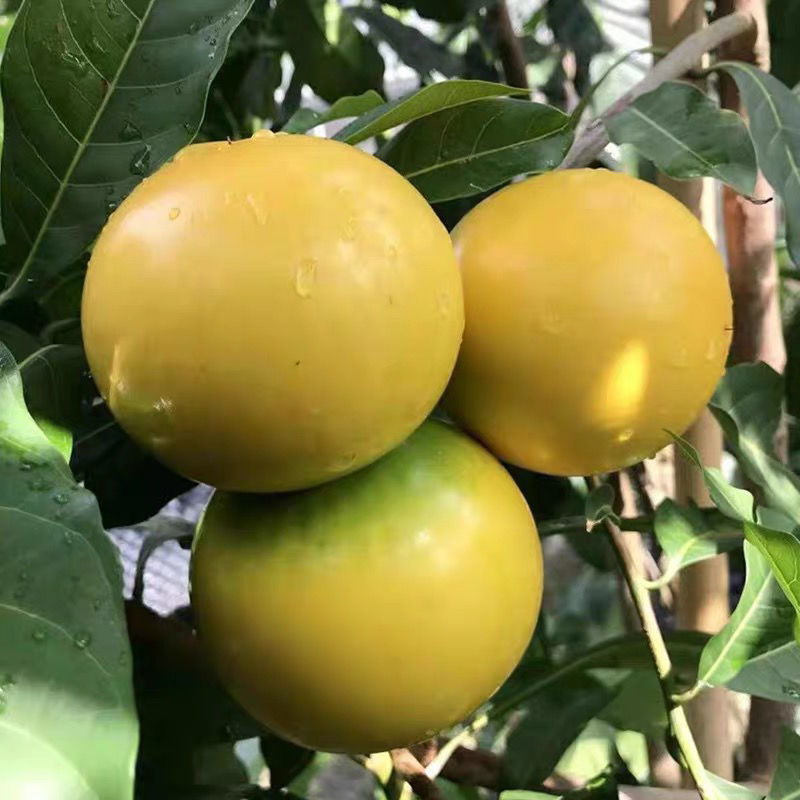 黄晶果树苗嫁接苗冬蜜黄晶果苗可栽阳台庭院盆栽带土带叶