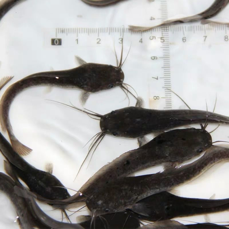 埃及塘鲺鱼苗革胡子鲶鱼苗活体埃及塘角鱼苗塘鲺活体凶猛淡水