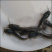 埃及塘鲺鱼苗革胡子鲶鱼苗活体埃及塘角鱼苗塘鲺活体凶猛淡水