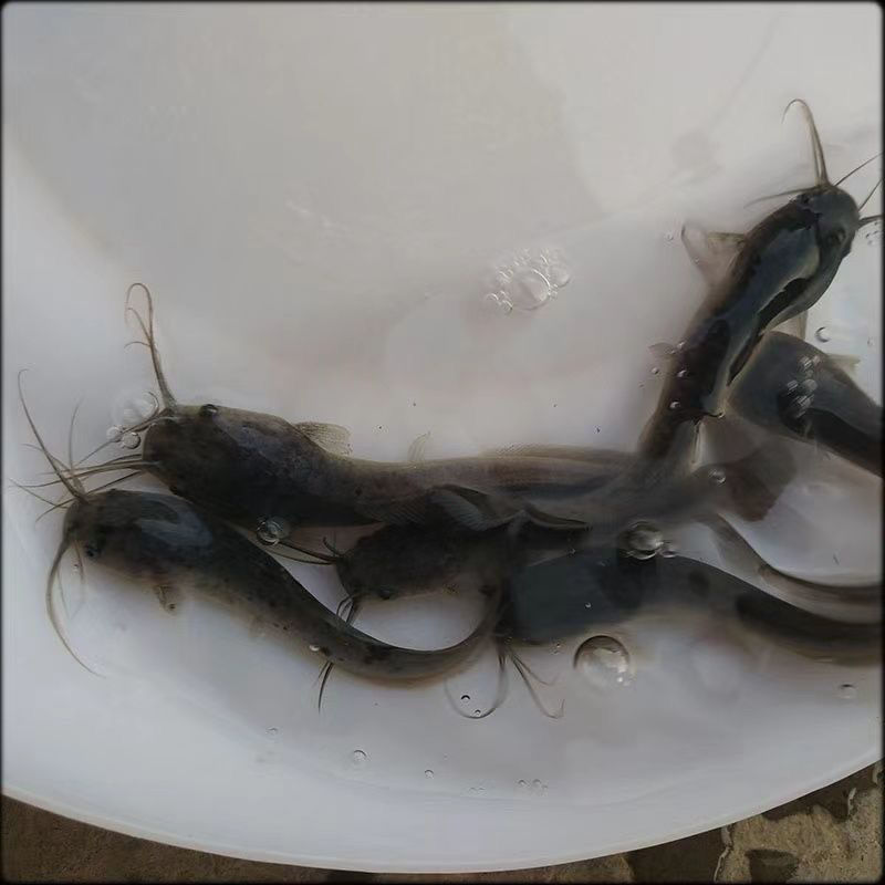 埃及塘鲺鱼苗革胡子鲶鱼苗活体埃及塘角鱼苗塘鲺活体凶猛淡水