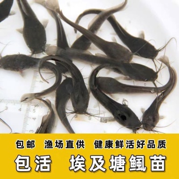埃及塘鲺鱼苗革胡子鲶鱼苗活体埃及塘角鱼苗塘鲺活体凶猛淡水
