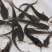 埃及塘鲺鱼苗革胡子鲶鱼苗活体埃及塘角鱼苗塘鲺活体凶猛淡水