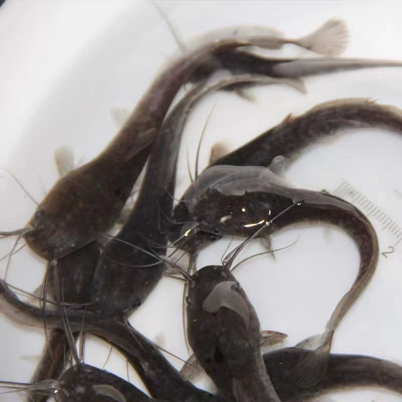 埃及塘鲺鱼苗革胡子鲶鱼苗活体埃及塘角鱼苗塘鲺活体凶猛淡水