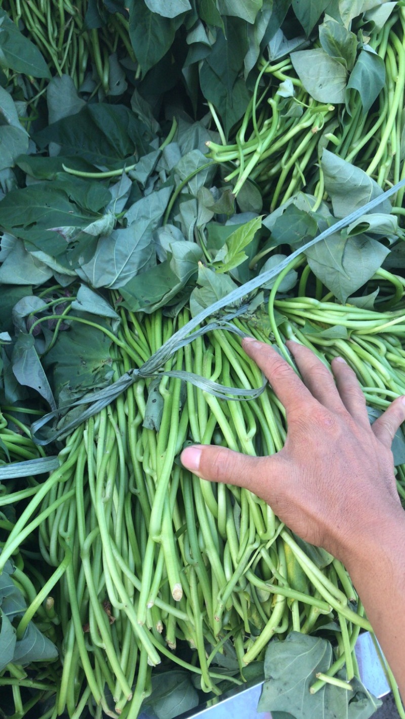 红薯苗