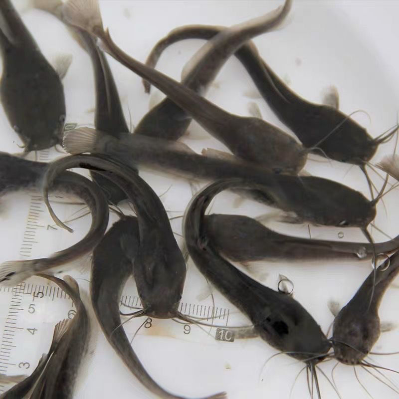 埃及塘鲺鱼苗革胡子鲶鱼苗活体埃及塘角鱼苗塘鲺活体凶猛淡水