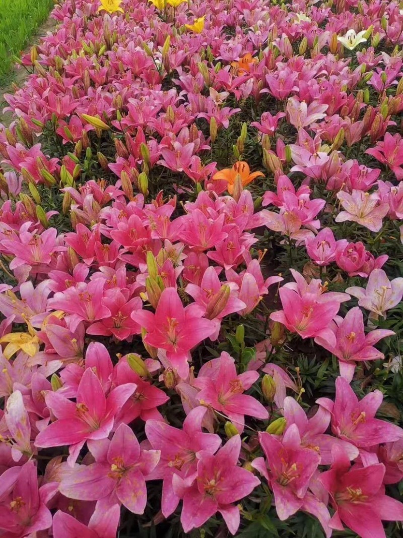 亚洲百合。自产自销批发价格