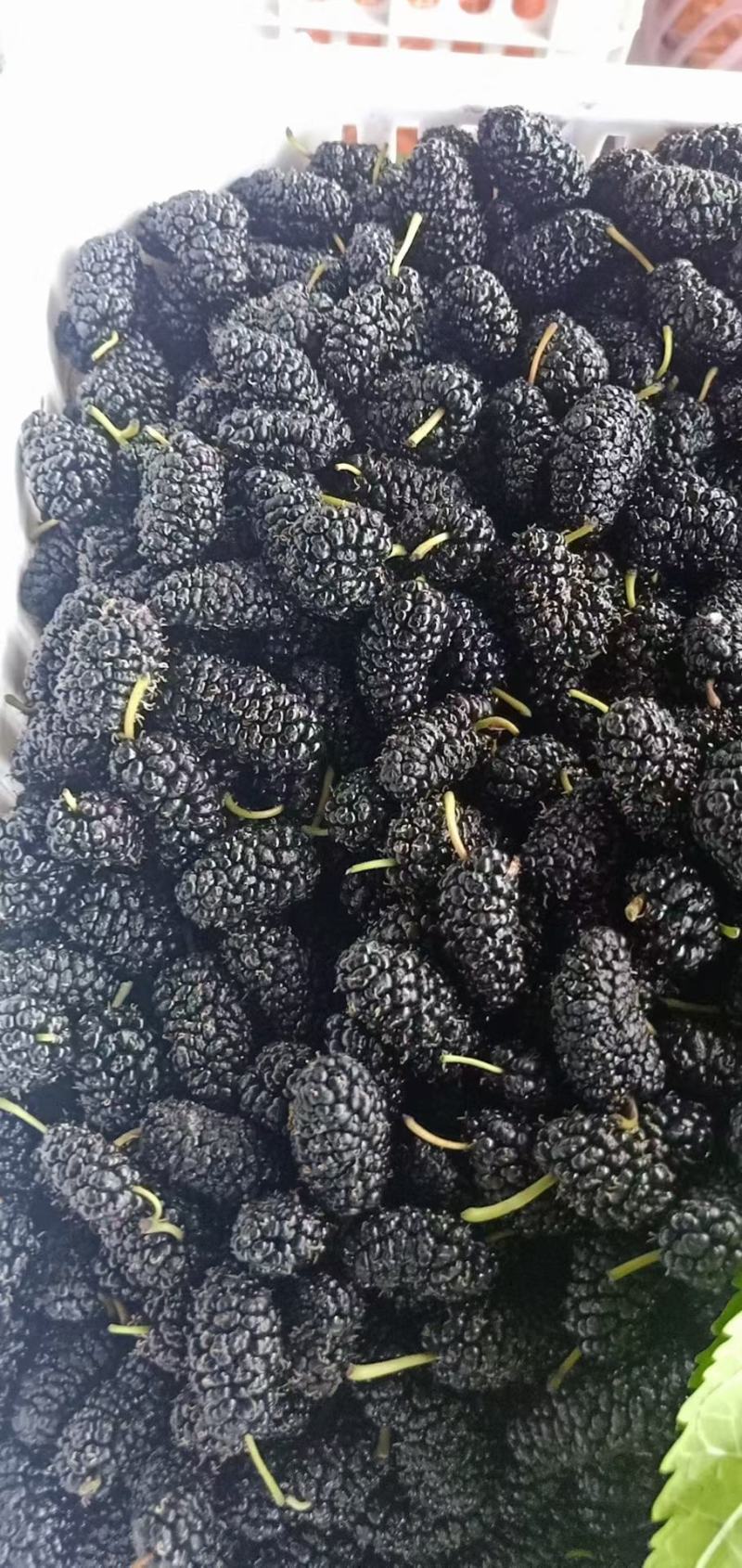 精品桑椹