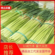 中牟产地精品红帽蒜薹欢迎全国客商前来选购