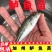 加州鲈鱼苗优鲈3号，加洲鲈鱼苗，驯化吃饲料，包邮到家