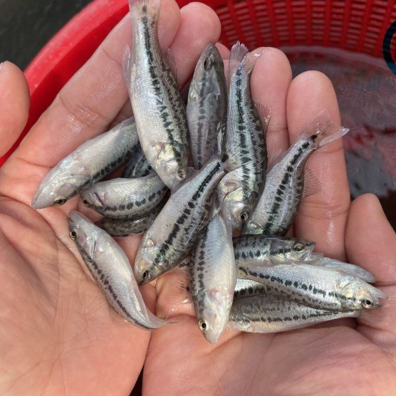 加州鲈鱼苗优鲈3号，加洲鲈鱼苗，驯化吃饲料，包邮到家