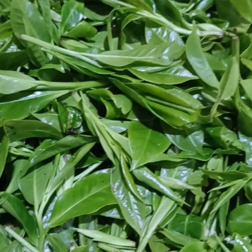 野生古树红茶绿茶