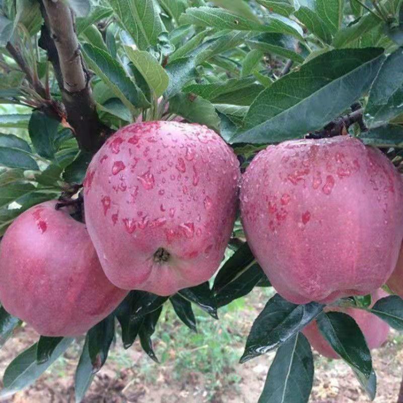 天水花牛苹果树苗嫁接果树红蛇果苗全国可种植产量高地栽当年