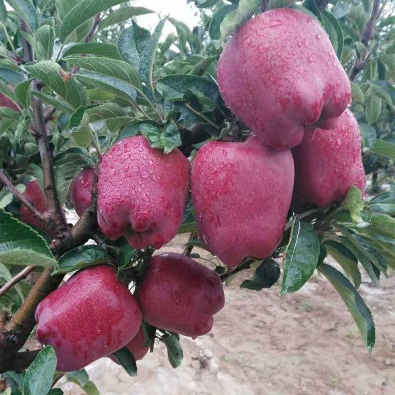 天水花牛苹果树苗嫁接果树红蛇果苗全国可种植产量高地栽当年
