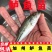 加州鲈鱼苗优鲈3号，加洲鲈鱼苗，驯化吃饲料，包邮到家