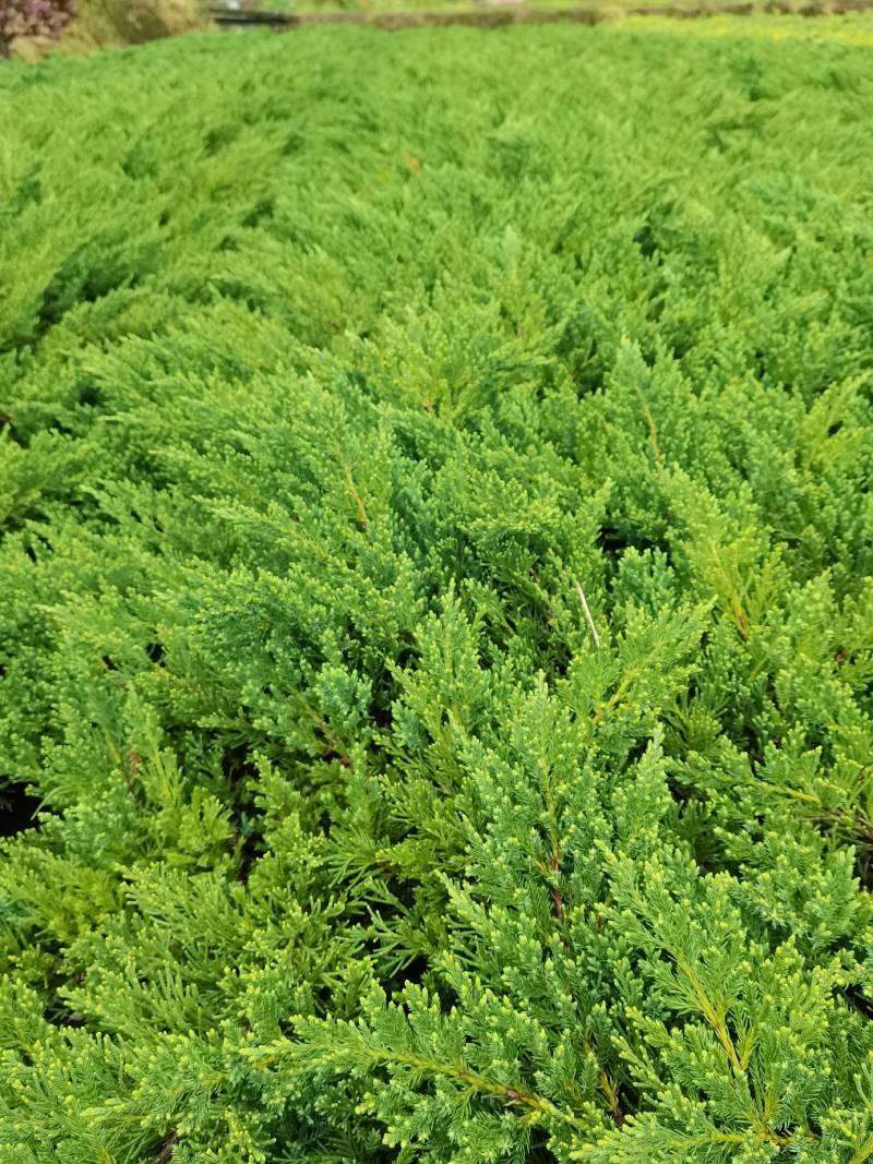 产地供应铺地柏工程苗沙地柏地苗易栽好活适应性强量大从优