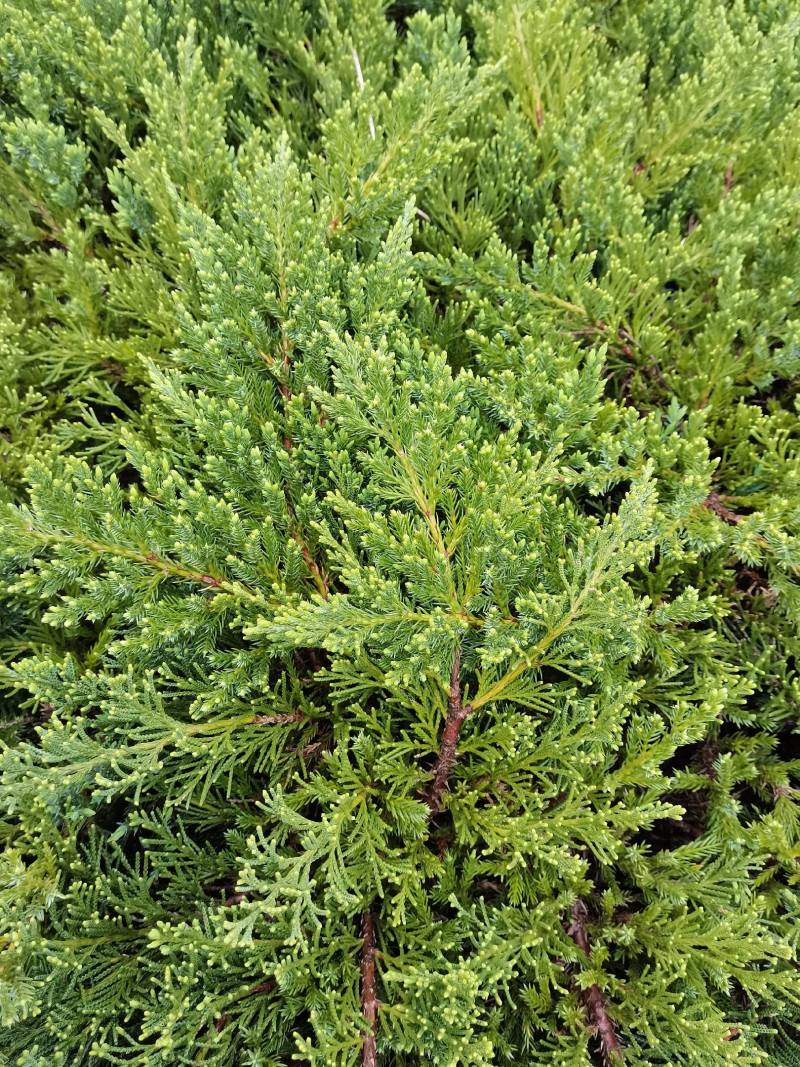 产地供应铺地柏工程苗沙地柏地苗易栽好活适应性强量大从优