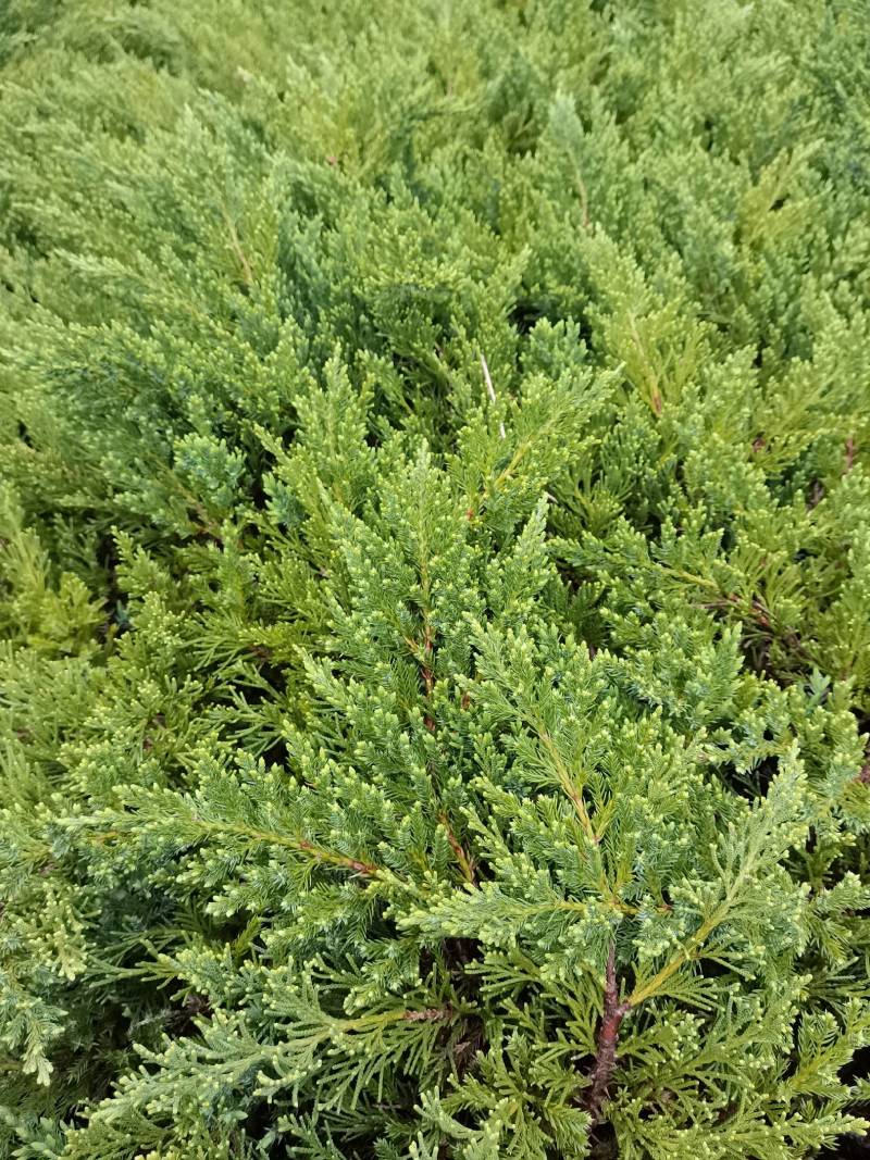 产地供应铺地柏工程苗沙地柏地苗易栽好活适应性强量大从优