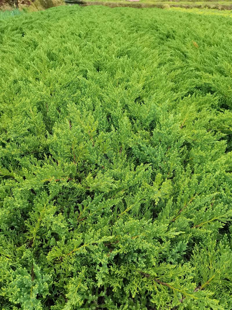 产地供应铺地柏工程苗沙地柏地苗易栽好活适应性强量大从优