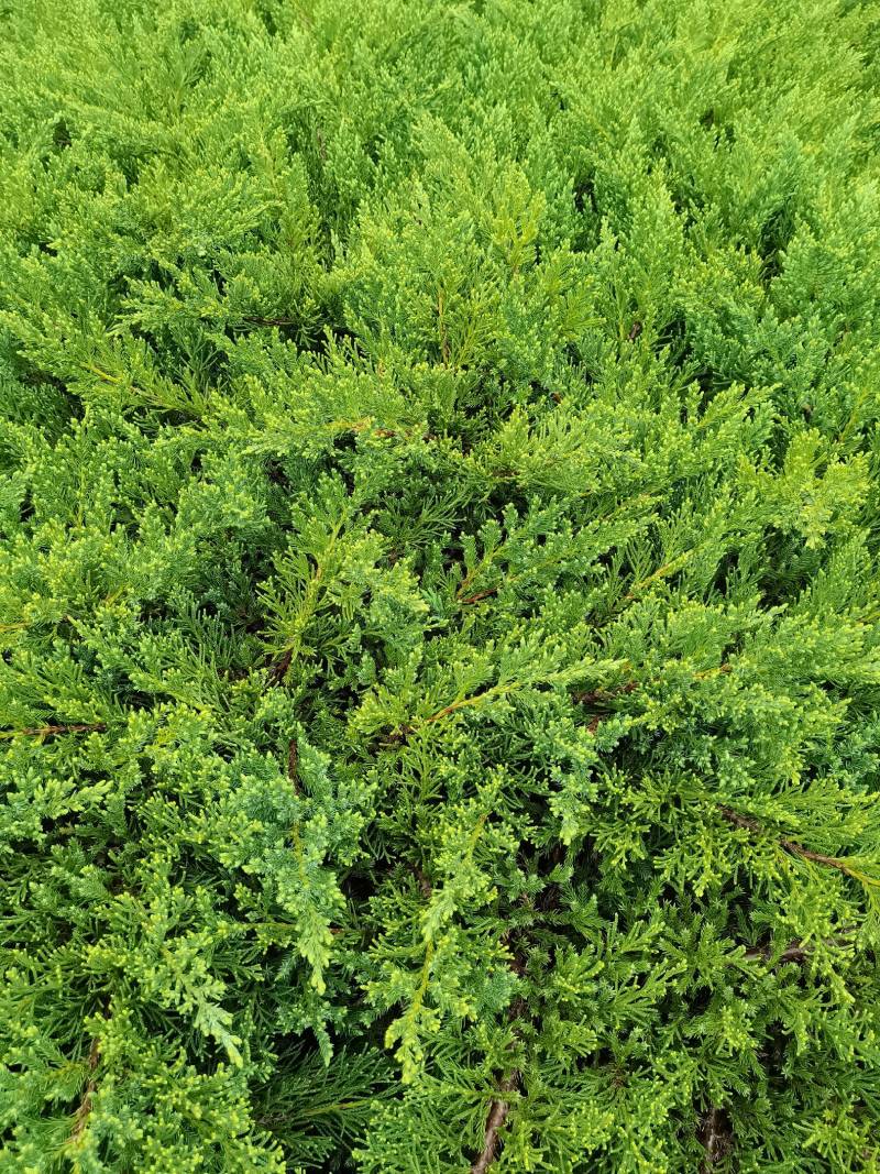 产地供应铺地柏工程苗沙地柏地苗易栽好活适应性强量大从优