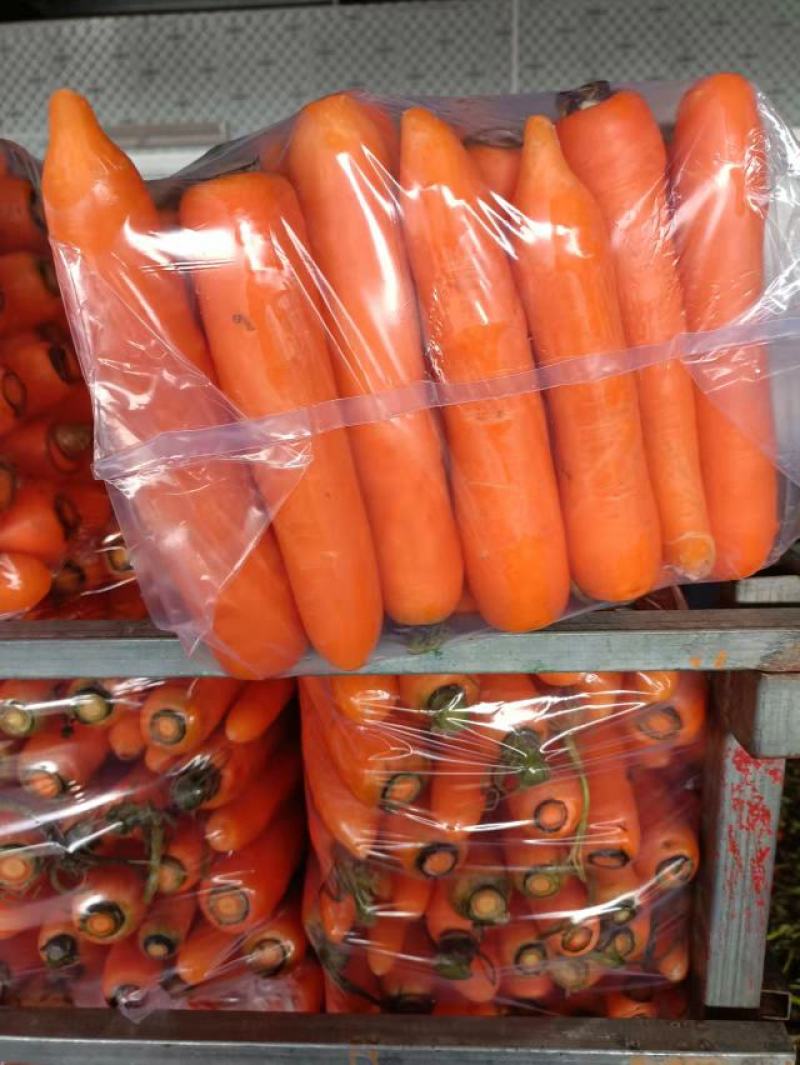 胡萝卜，商超品质，基地直发诚信经营，欢迎各位老板前来选