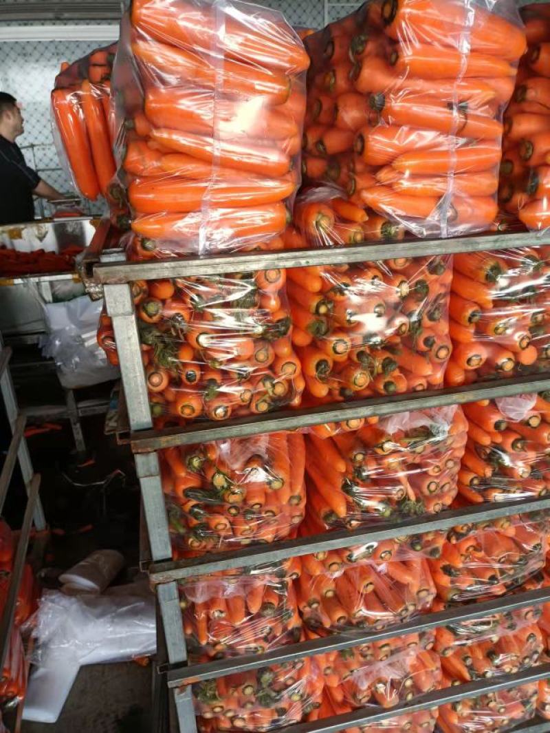 胡萝卜，商超品质，基地直发诚信经营，欢迎各位老板前来选