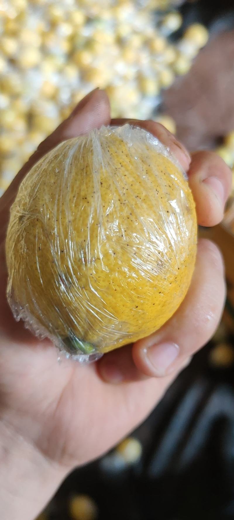 注意！大量出售，柠檬榨汁果，工厂果，冻干厂鲜果跟居行情价