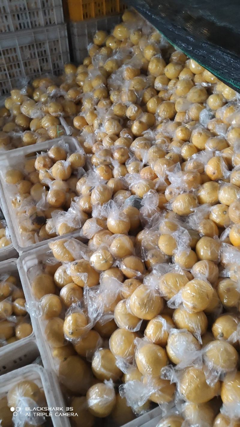 注意！大量出售，柠檬榨汁果，工厂果，冻干厂鲜果跟居行情价