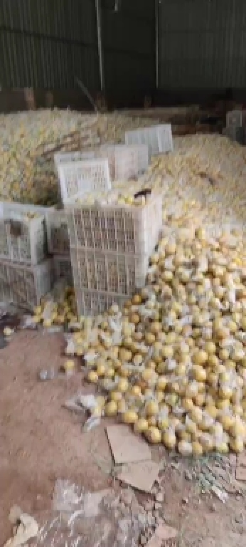 注意！大量出售，柠檬榨汁果，工厂果，冻干厂鲜果跟居行情价
