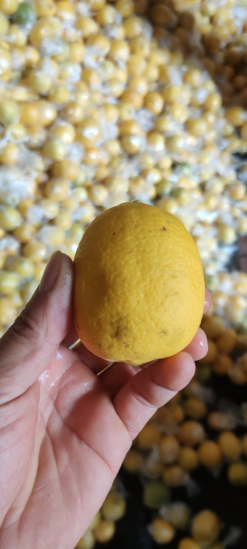 注意！大量出售，柠檬榨汁果，工厂果，冻干厂鲜果跟居行情价