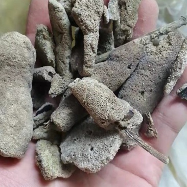 紫梢花紫霄花紫霄花紫梢花紫稍花淡水海绵