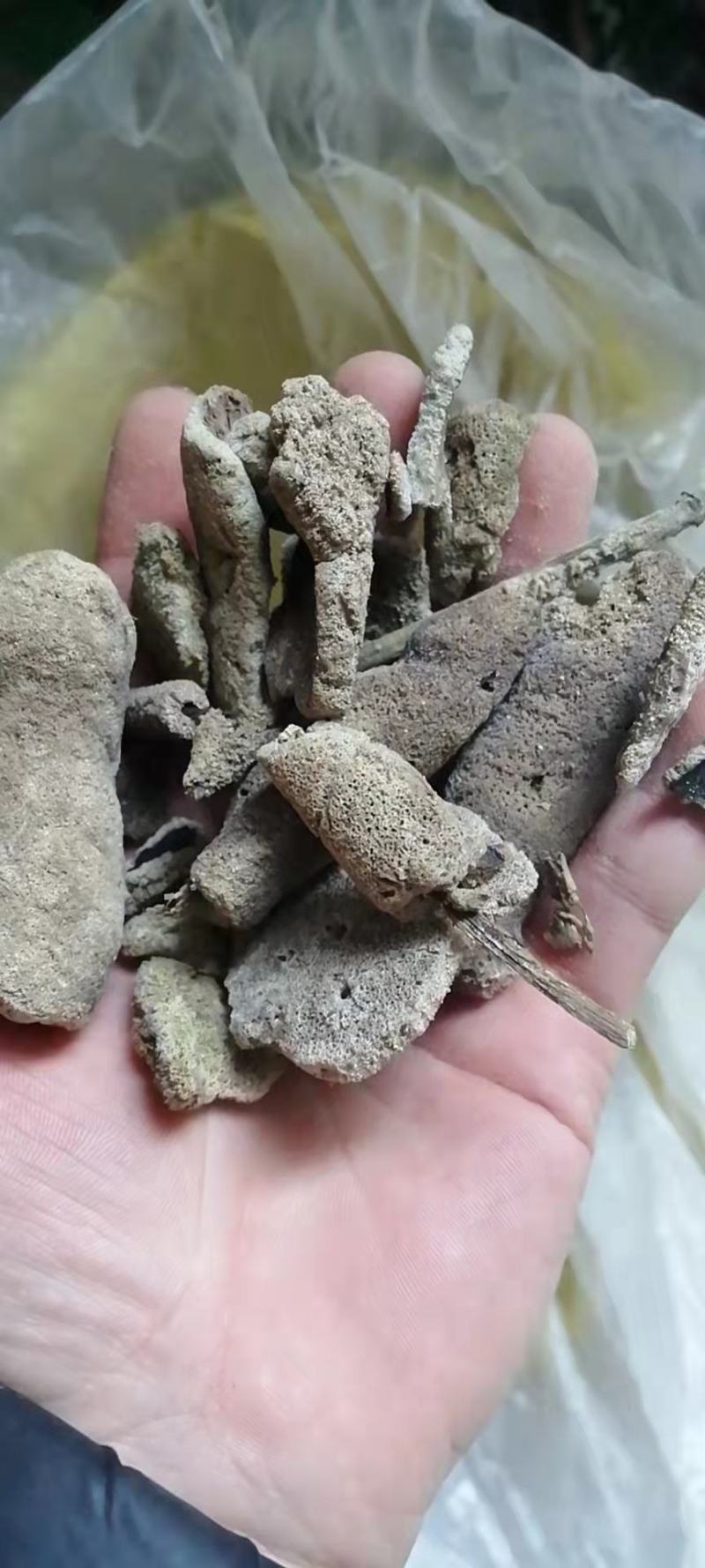 紫梢花紫霄花紫霄花紫梢花紫稍花淡水海绵