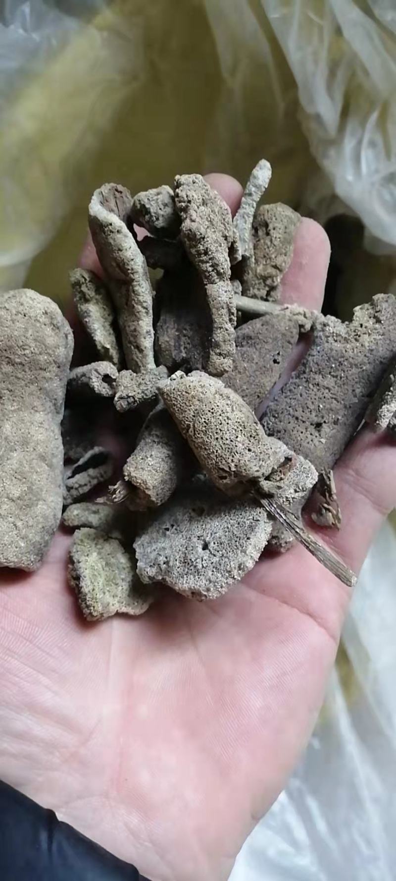 紫梢花紫霄花紫霄花紫梢花紫稍花淡水海绵
