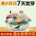 【7天发芽】四季无土水培碗莲花种子盆栽水养生睡莲荷花四季
