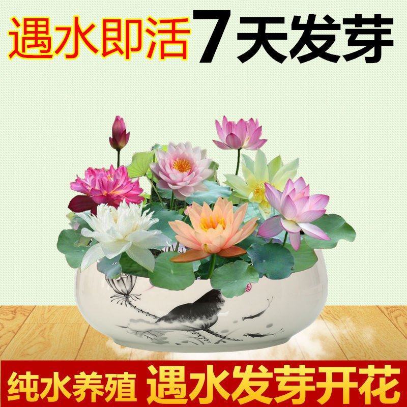 【7天发芽】四季无土水培碗莲花种子盆栽水养生睡莲荷花四季